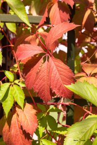 Herbstliche Färbung im August - Schlossgarten Schwetzingen