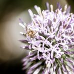 Honigbiene (Apis mellifera) beim Sammeln von Nektar