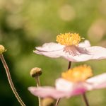 Herbst-Anemone