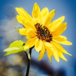 Sonnenblume (Helianthus)