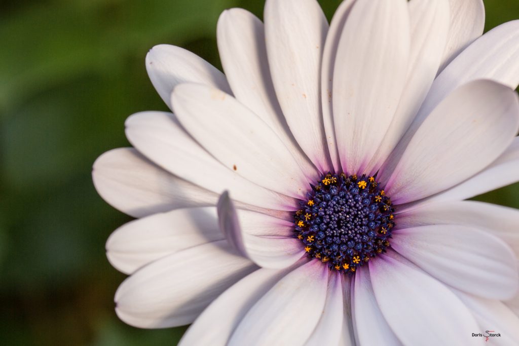 Bornholmmargerite (Osteospermum ecklonis), Die weiße Blüte ist rechts und unten angeschnitten. Ein Blütenblatt auf der linken Seite ist nach innen gebogen. 