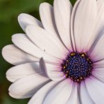 Bornholmmargerite (Osteospermum ecklonis), Die weiße Blüte ist rechts und unten angeschnitten. Ein Blütenblatt auf der linken Seite ist nach innen gebogen.