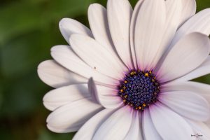 Bornholmmargerite (Osteospermum ecklonis) Hallo Herbst! Bornholmmargerite (Osteospermum ecklonis)