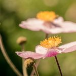 Herbst-Anemone (Anemone hupehensis)