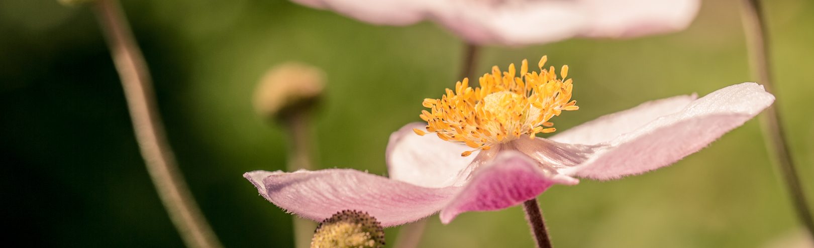 Herbst-Anemone (Anemone hupehensis)