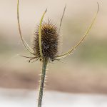 Blütenstand einer wilden Karde (Dipsacus fullonum)
