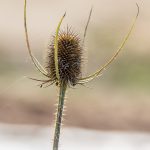 Wilde Karde (Dipsacus fullonum)