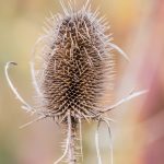 Trockener Blütenstand einer wilden Karde (Dipsacus fullonum)