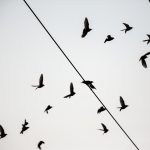 Schwarz Weiß Bild von Staren (Sturnus vulgaris) die vom Kabel einer Überlandleitung auffliegen.