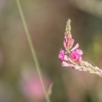 Weilbacher Kiesgruben Eine rosafarbene Blüte einer Pflanze