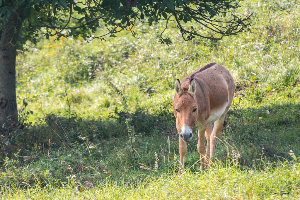 Kulan in der Weilbacher Kiesgrube