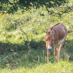 Kulan (Equus hemionus kulan), ein Asiatischer Halbesel, in der Weilbacher Kiesgrube, er steht auf einer Wiese im Schatten eines Baumes.