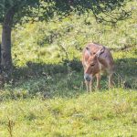 Kulan (Equus hemionus kulan) in der Weilbacher Kiesgrube, er steht auf einer Wiese im Schatten eines Baumes.