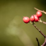 Rote Hagebutten an einem Zweig in den Weilbacher Kiesgruben