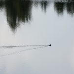 Ein Blässhuhn (Fulica atra) schwimmt auf einem See. Es zieht wellen hinter sich her die sich hinter dem Vogel V-förmig ausbreiten.