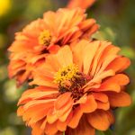Zwei Orangefarbene Blüten einer Zinnie (Zinnia elegans) im Schlossgarten Schwetzingen