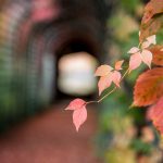 Das "Ende der Welt" heißt diese Szene. Ein Tunnel an dessen Ende ein Bild einer Landschaft zu sehen ist. Hier ist der Tunnel unscharf und nur ein Blatt in Herbstfarben ist im Vordergrund scharf. (Teil eins zweier zusammengehörender Bilder)
