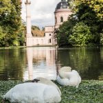 Zwei Schwänw liegen am Ufer des Moscheeteichs in Schwetzingen im Hintergrund ist die Rote Moschee zu sehen.