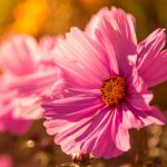 Rosafarbene Blüte eines Schmuckkörbchens (Cosmos bipinnatus), im Abendlichen Gegenlicht