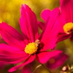 Rote Blüte eines Schmuckkörbchens (Cosmos bipinnatus) im Abendlicht