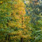 Herbstlicher Wald