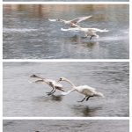 Bildserie aus 4 Bildern die den Landeanflug und die Landung zweier Höckerschwäne (Cygnus olor) zeigt