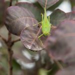 Bild einer grünen Gemeine Sichelschrecke (Phaneroptera falcata) auf einem Perückenstrauch (Cotinus coggygria) mit rot gefärbtem Laub.