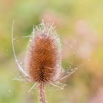 Trockener Blütenstand