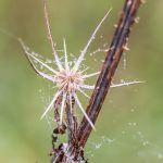 Wilde Karde (Dipsacus fullonum)