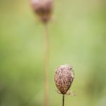 Wilde Möhre (Daucus carota subsp. carota)