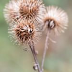 Große Klette (Arctium lappa)