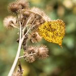 Herbstblatt auf Großer Klette (Arctium lappa)