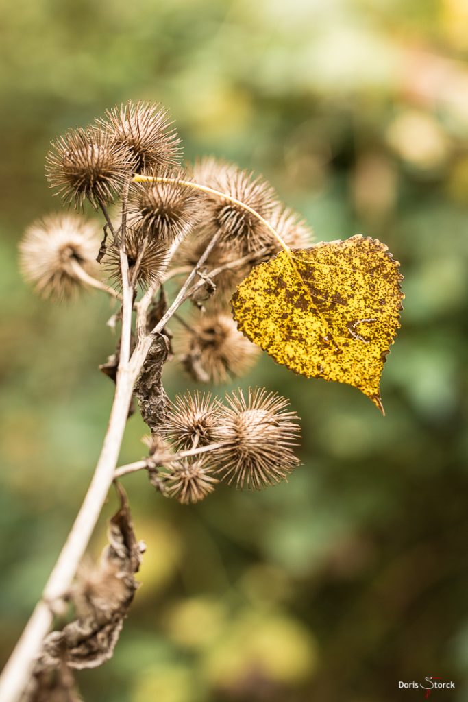 Herbstblatt auf Großer Klette (Arctium lappa)