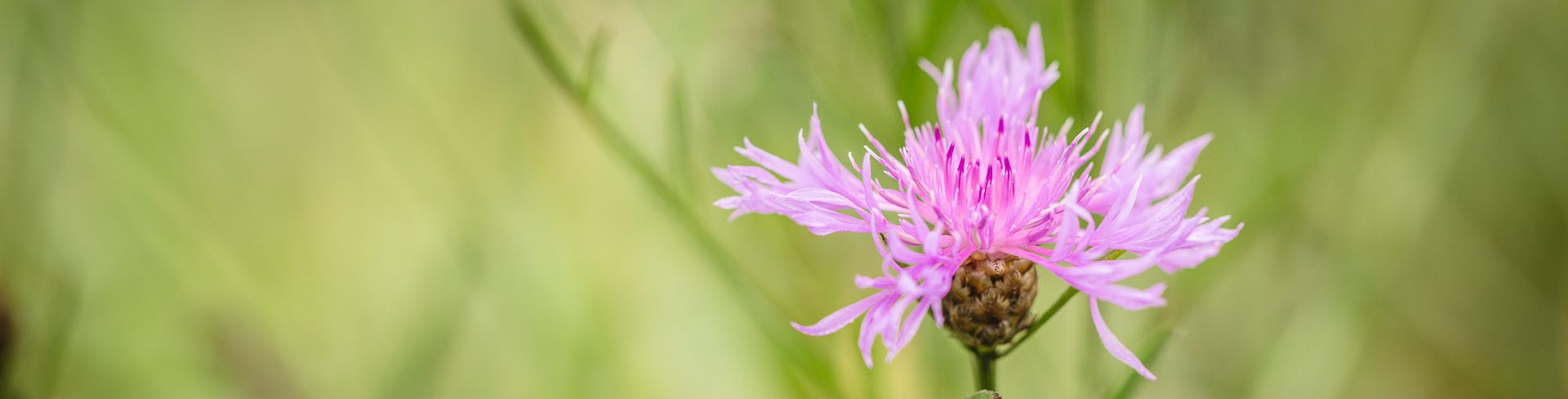 Wiesen-Flockenblumen (Centaurea jacea)