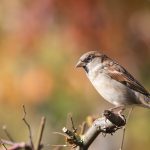 Weil ich es mag nochmal das herbstliche Bokeh ;-)