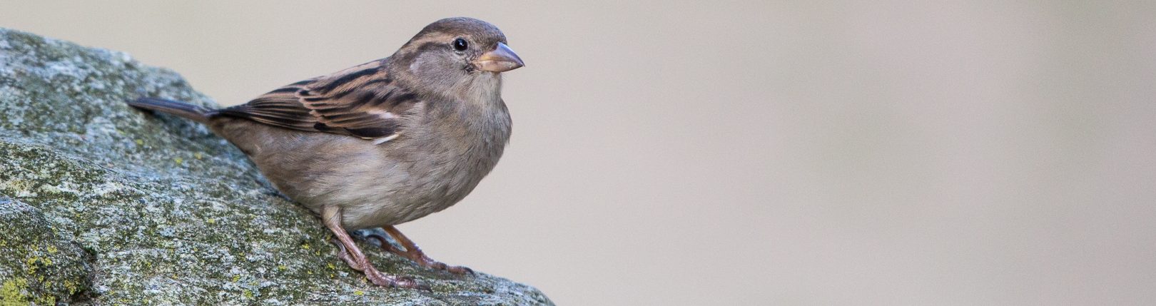 Haussperling (Passer_domesticus)