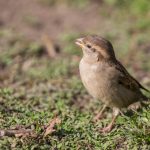 Haussperlinge fotografieren im Park