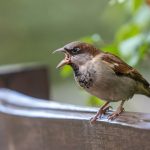 Haussperlinge fotografieren im Park