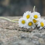 Gänseblümchen auf der Burgmauer