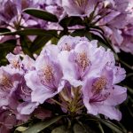 Rhododendron