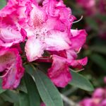 Rhododendron