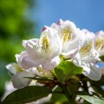 Rhododendronblüte