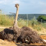 Afrikanischer Strauß (Struthio camelus) - Straußenfarm Tannenhof