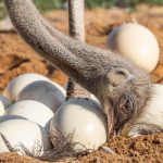 Afrikanischer Strauß (Struthio camelus) - Straußenfarm Tannenhof