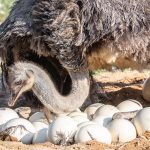 Afrikanischer Strauß (Struthio camelus) - Straußenfarm Tannenhof