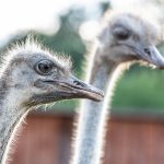 Afrikanischer Strauß (Struthio camelus) - Straußenfarm Tannenhof