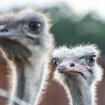 Afrikanischer Strauß (Struthio camelus) - Straußenfarm Tannenhof