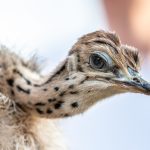 Afrikanischer Strauß (Struthio camelus) - Straußenfarm Tannenhof