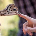 Afrikanischer Strauß (Struthio camelus) - Straußenfarm Tannenhof