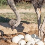 Afrikanischer Strauß (Struthio camelus) - Straußenfarm Tannenhof